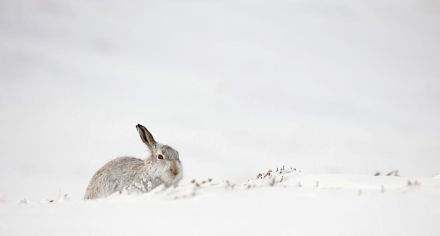 Mountain Hare Awakens Photograph by Pete Walkden