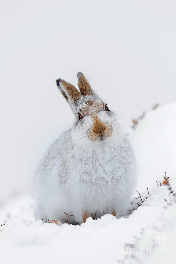 Mountain Hare in Scotland Photograph by Arterra Picture Library