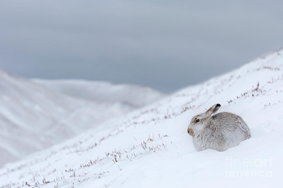 Mountain Hare in Snowstorm Photograph by Arterra Picture Library