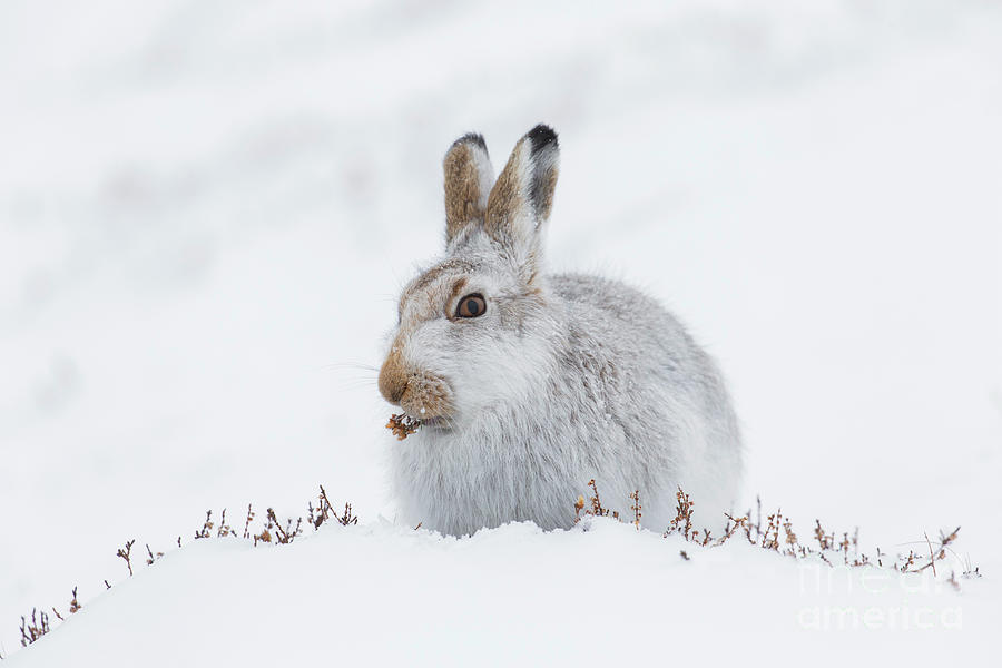 Mountain Hare in the Snow Photograph by Arterra Picture Library