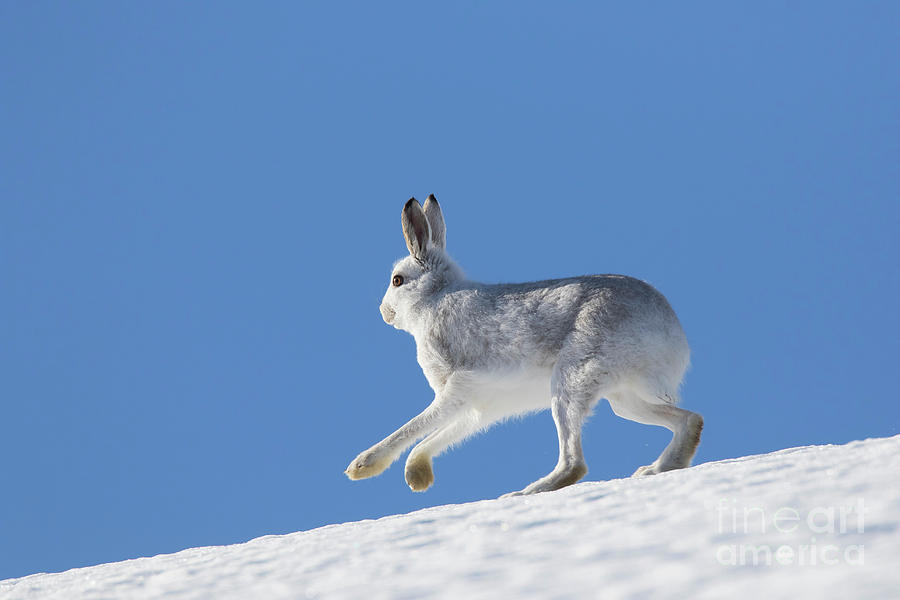 Mountain Hare in Winter Photograph by Arterra Picture Library
