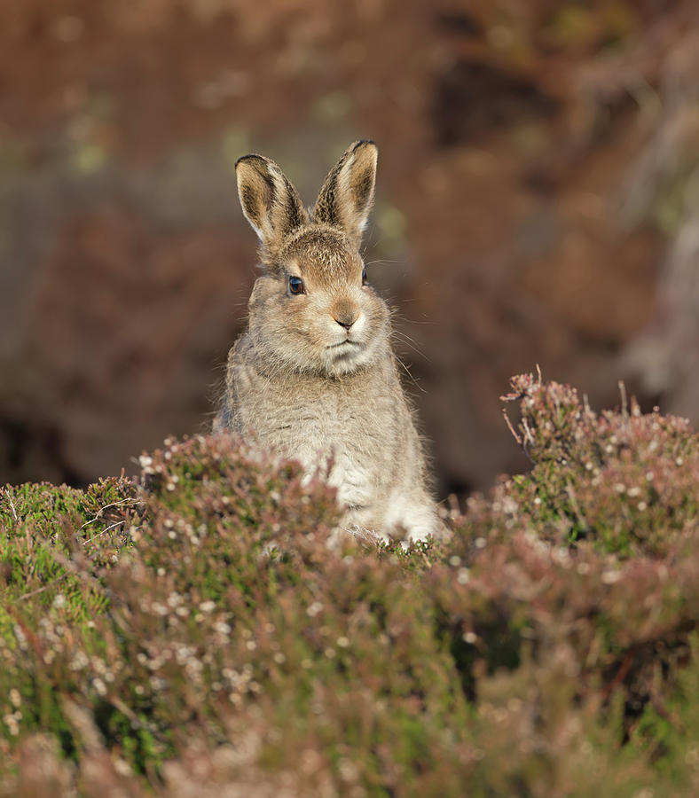 Mountain Hare Leveret Photograph by Pete Walkden