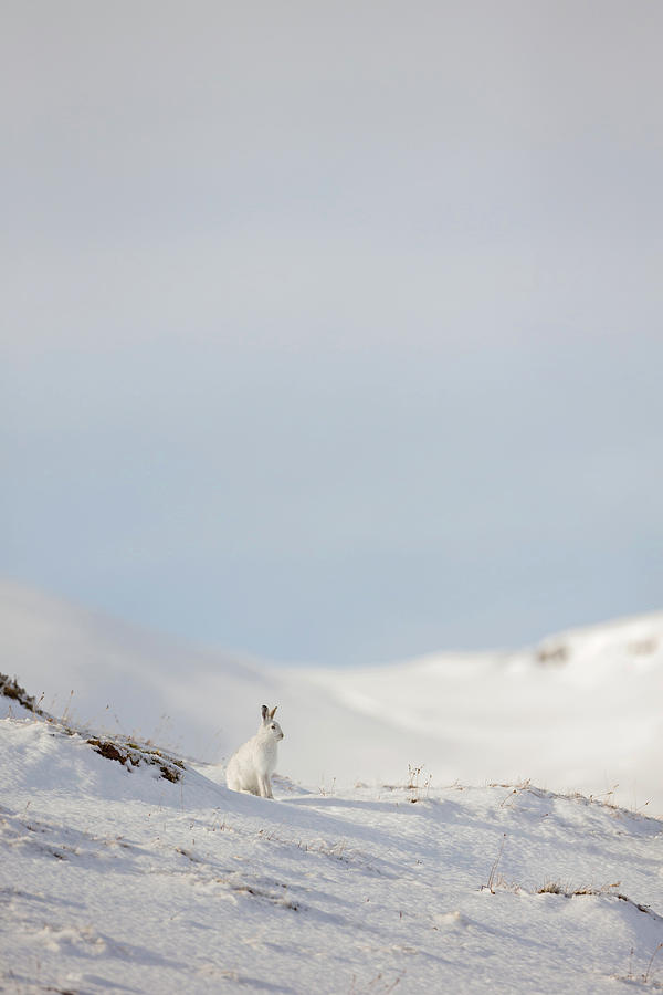 Mountain Hare On Hillside Photograph by Pete Walkden