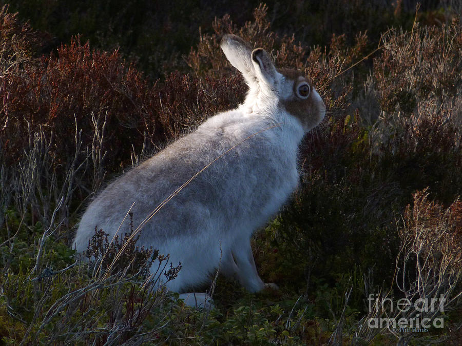 Mountain Hare Photograph by Phil Banks