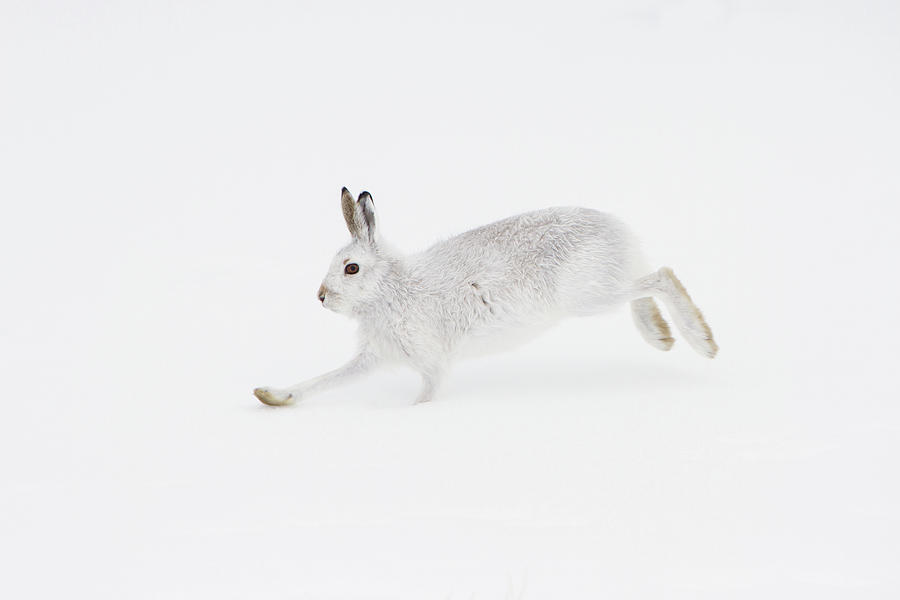 Mountain Hare Running Photograph by Pete Walkden