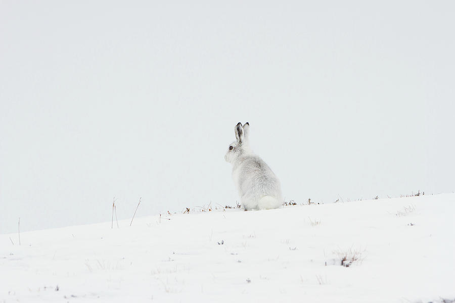 Mountain Hare Sat In Snow Photograph by Pete Walkden
