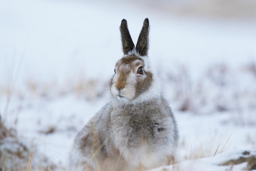 Mountain Hare - Scotland by Karen Van Der Zijden Mountain Hare - Scotland by Karen Van Der Zijden