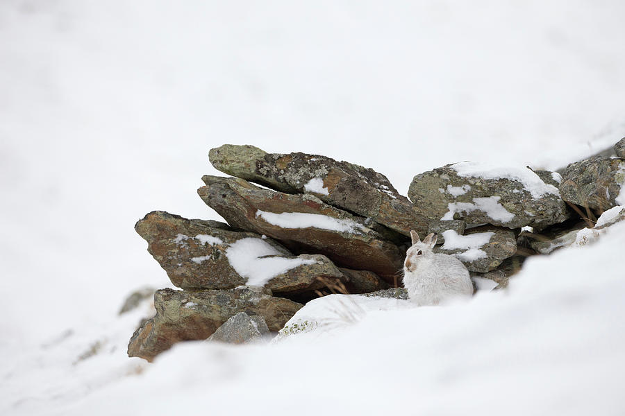 Mountain Hare Sheltering By Rocks Photograph by Pete Walkden