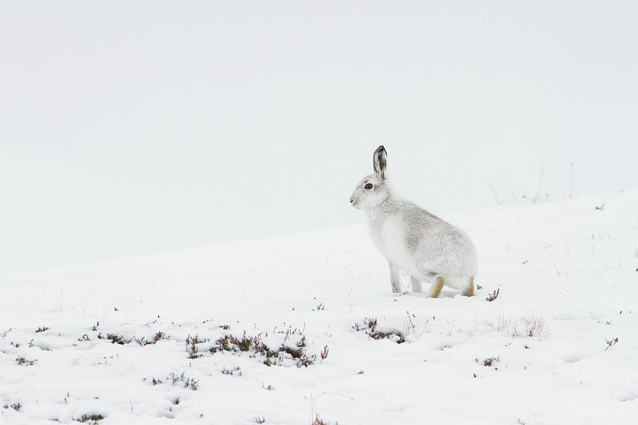Mountain Hare Side On Photograph by Pete Walkden