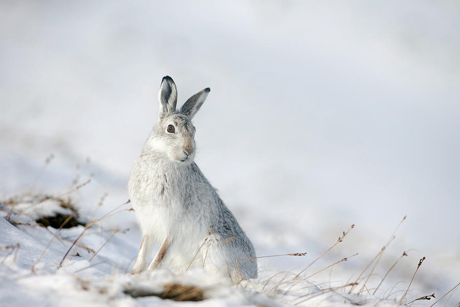 Mountain Hare Sitting In Snow Photograph by Pete Walkden