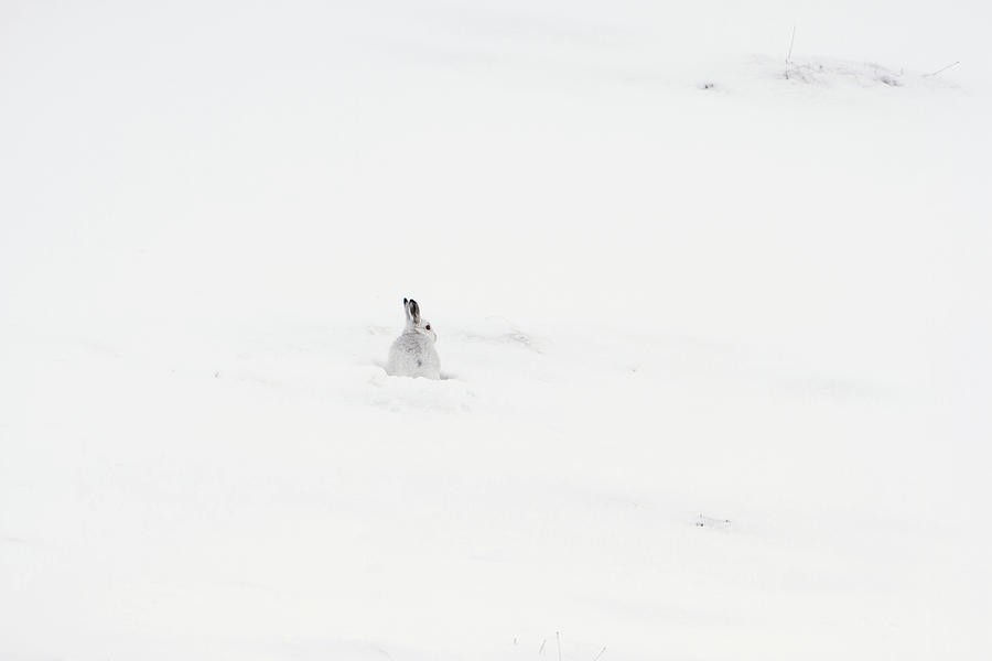 Mountain Hare Small In Frame Left Photograph by Pete Walkden