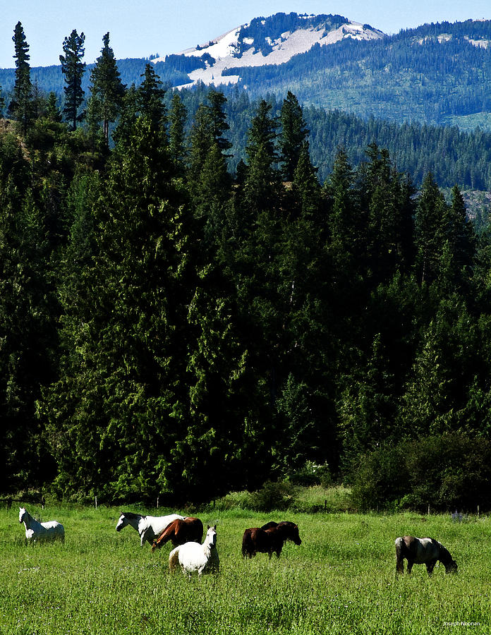 Mountain Herd Photograph by Joseph Noonan