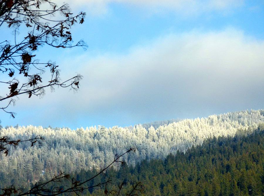 Mountain Hoarfrost Photograph by Will Borden