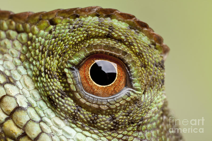 Animal Photograph - Mountain Horned Lizard by Chris Mattison/FLPA