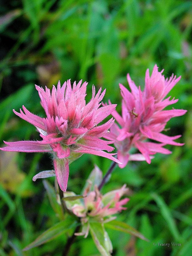 Mountain Indian Paintbrush in Pink Photograph by Tracey Vivar