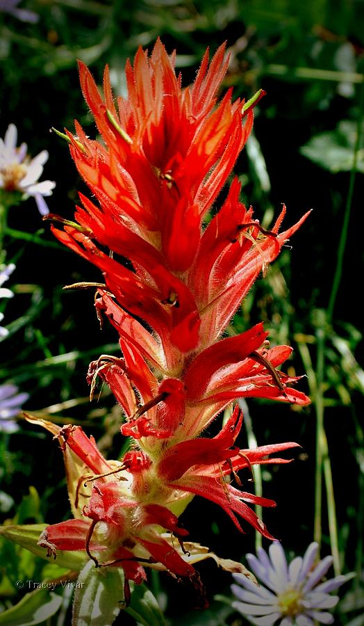 Mountain Indian Paintbrush in Red Photograph by Tracey Vivar
