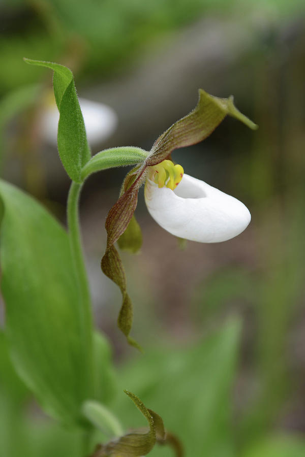 Mountain Lady Slipper Orchid Photograph by Whispering Peaks Photography