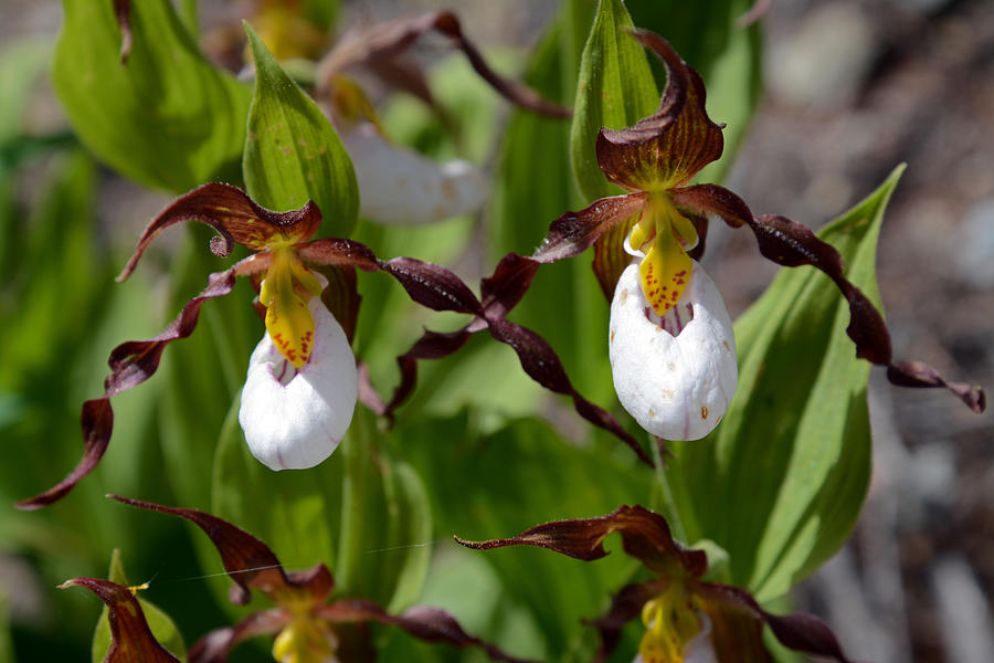Mountain Lady Slipper Orchids Photograph by Whispering Peaks Photography