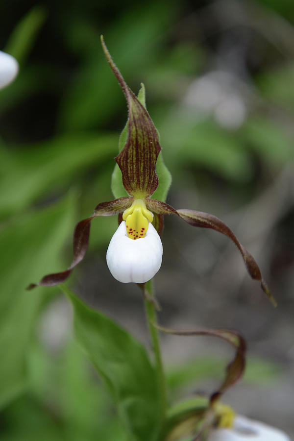 Mountain Lady Slipper Photograph by Whispering Peaks Photography