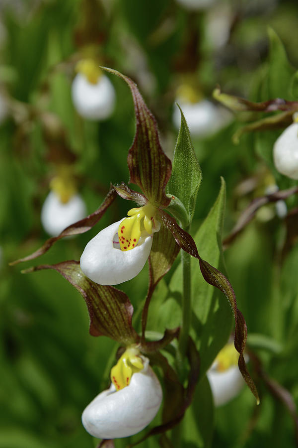 Mountain Lady Slippers 2 Photograph by Whispering Peaks Photography