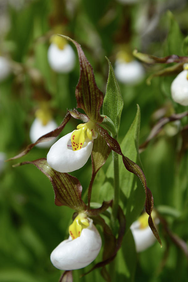 Mountain Lady Slippers Up Close Photograph by Whispering Peaks Photography