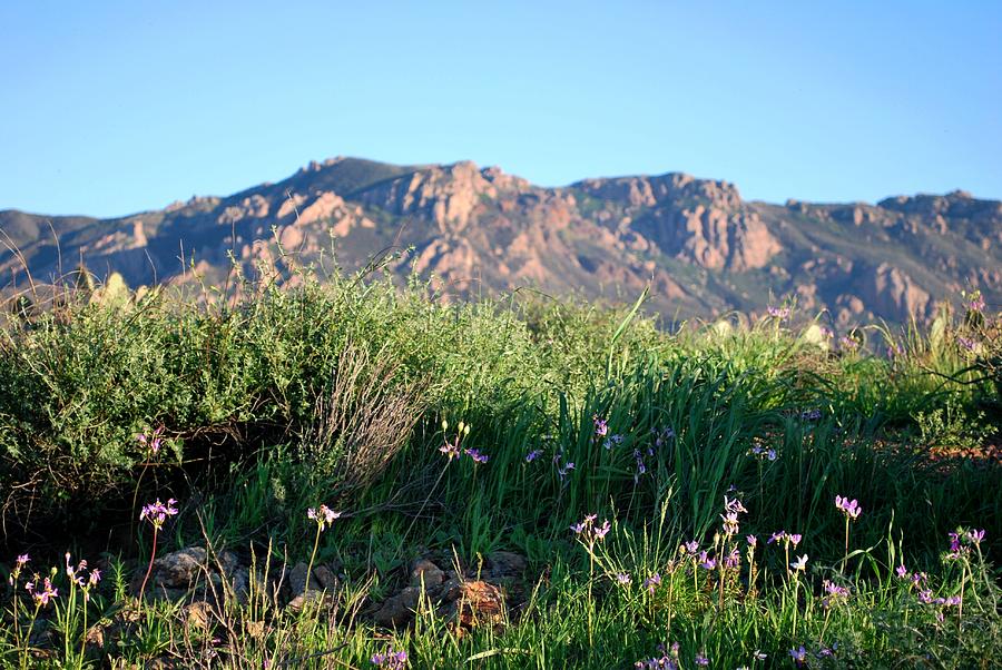 Tree Photograph - Mountain Landscape View - Purple Flowers by Matt Quest