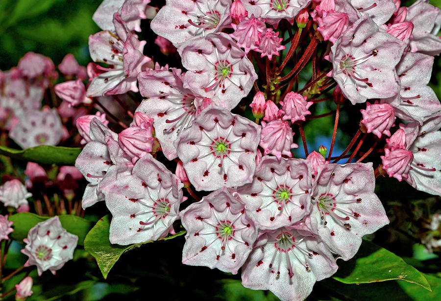 Mountain Laurel 015 Photograph by George Bostian