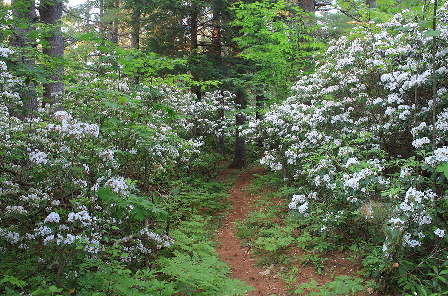 Mountain Laurel and Forest Trail Photograph by John Burk