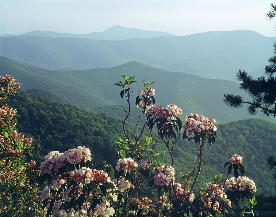 143413-Mountain Laurel at Brown Mountain Overlook  Photograph by Ed  Cooper Photography