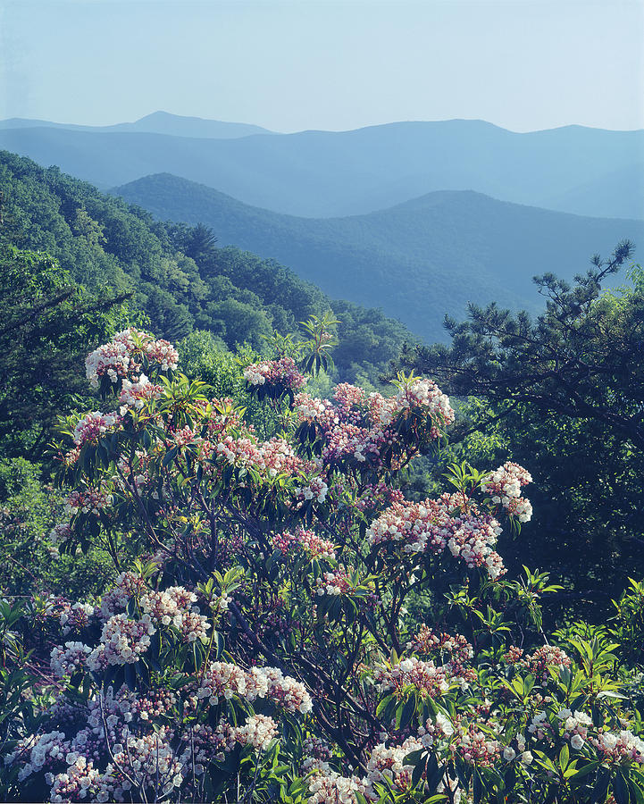 143412-Mountain Laurel at Rockytop Overlook  Photograph by Ed  Cooper Photography