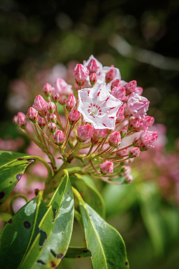 Mountain Laurel Photograph by Carol VanDyke - Fine Art America