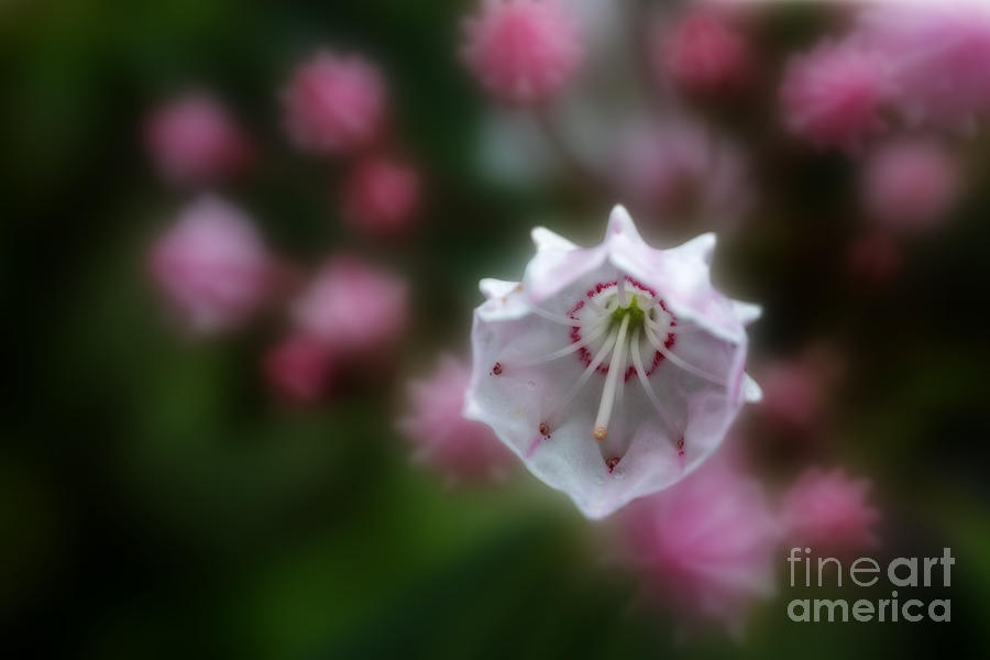 Flowers Still Life Photograph - Mountain laurel flower by Dan Friend