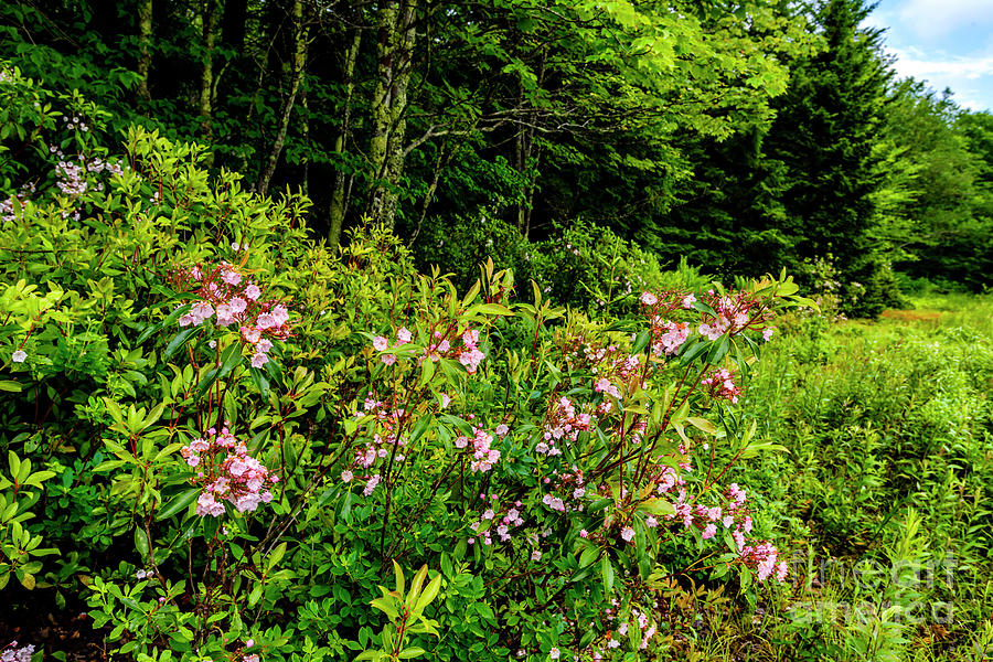 Summer Photograph - Mountain Laurel in Bloom by Thomas R Fletcher