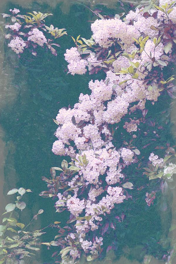 Mountain Laurel Photograph by Jean Connor
