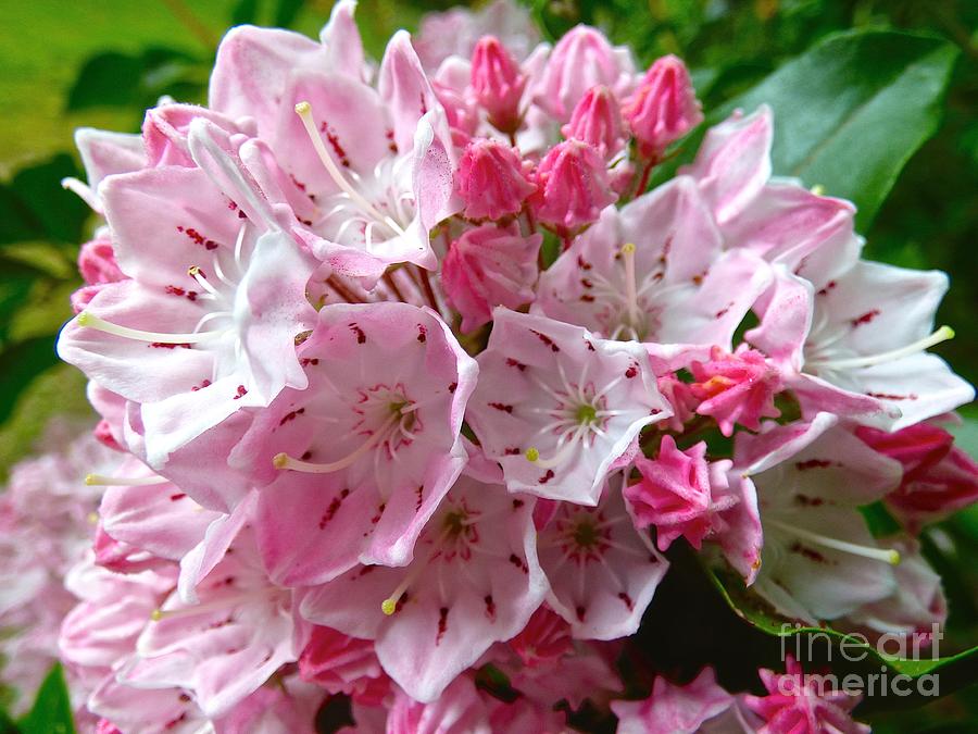 Mountain Laurel Photograph by Jean Wright