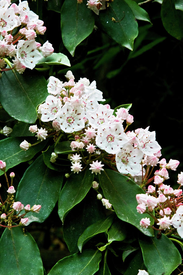 Mountain Laurel Photograph by Rob Travis