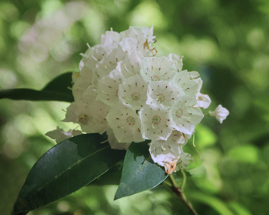 Flower Photograph - Mountain Laurel - Spring by Nikolyn McDonald