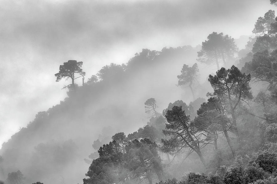 Nature Photograph - Mountain light II Foggy forest BW by Guido Montanes Castillo