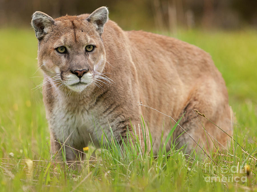 Mountain Lion 1 Photograph by Jerry Fornarotto