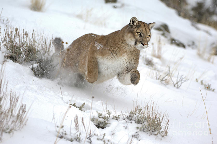 Mountain Lion Action Photograph by Wildlife Fine Art