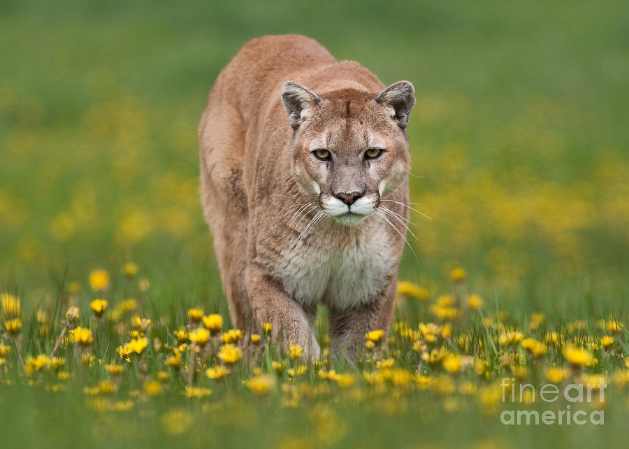 Mountain Lion and Arrowroot Photograph by Jerry Fornarotto