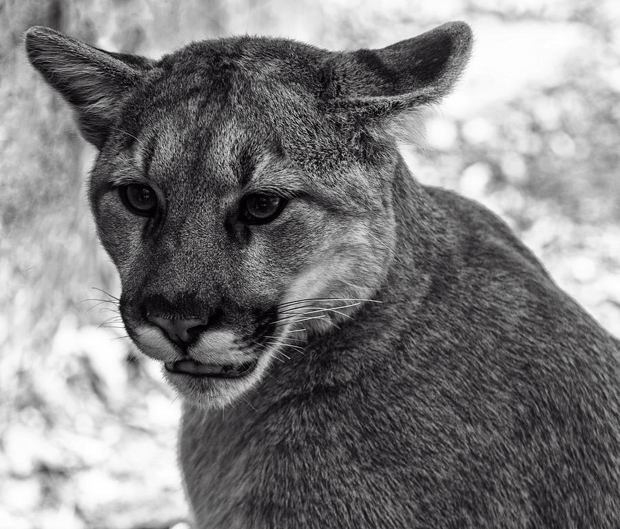 Mountain Lion BW Photograph by Flees Photos