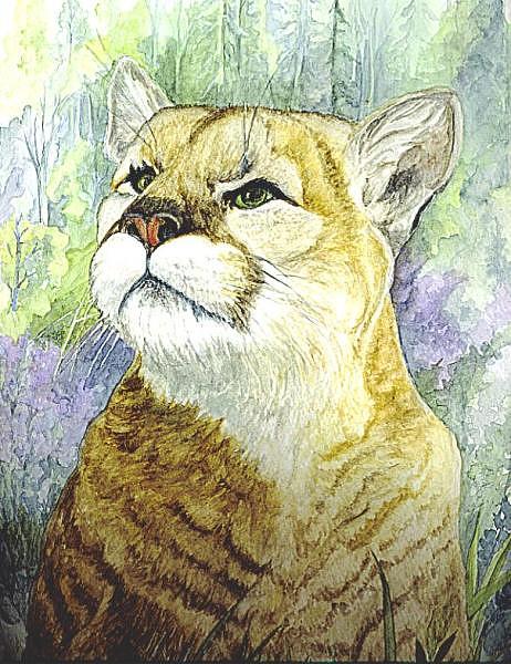 Mountain Lion Painting by Carol Wisniewski
