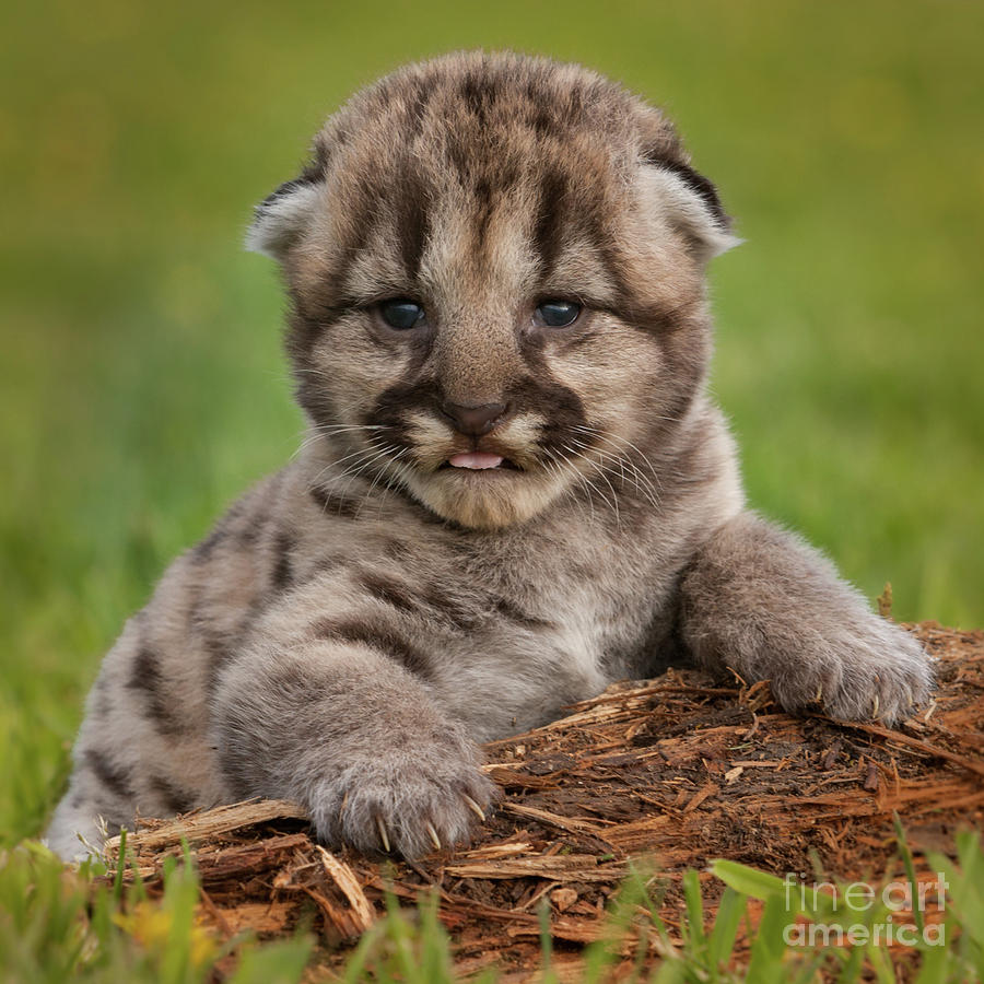 Mountain Lion Cub Photograph by Jerry Fornarotto