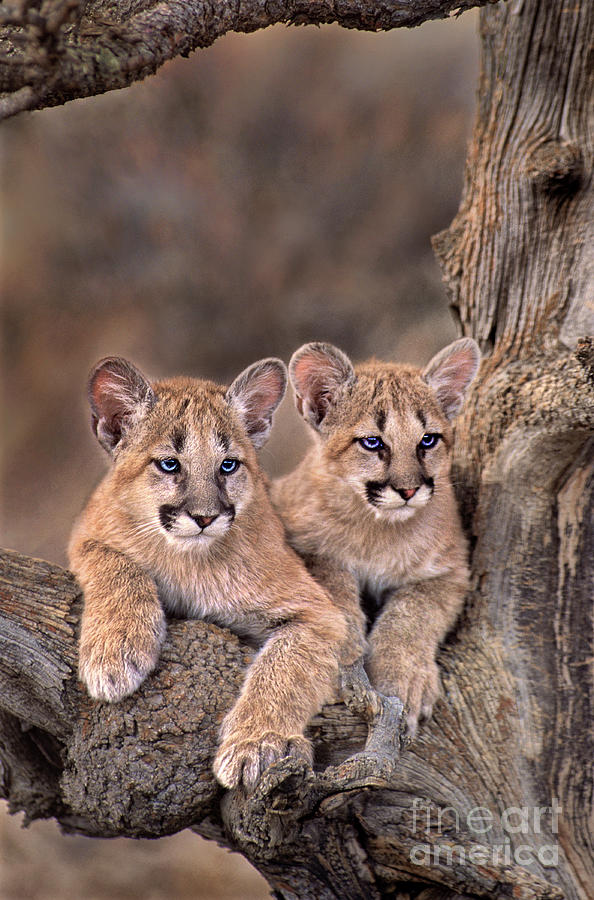 Mountain Lion Cubs Felis Concolor Captive  Photograph by Dave Welling
