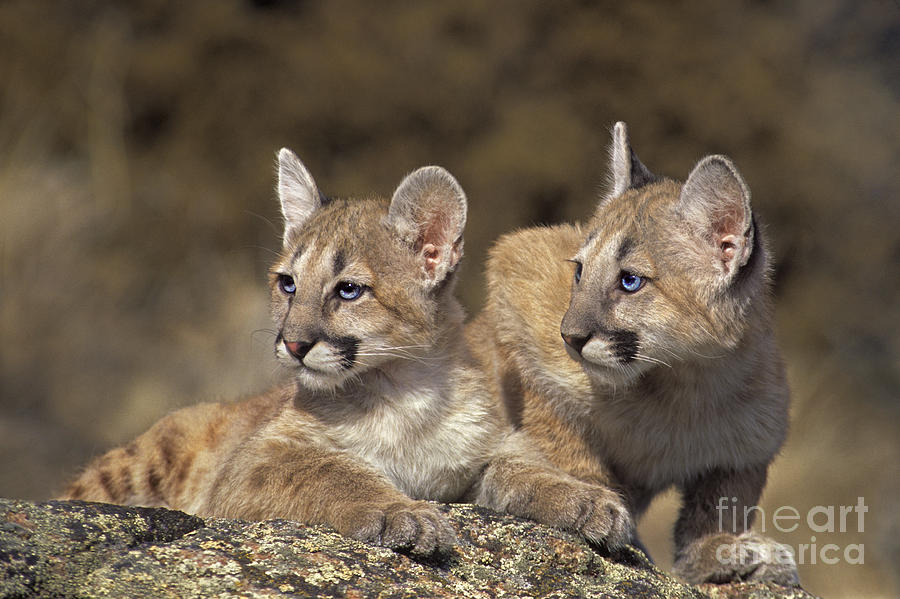 Mountain Lion Cubs on Rock Outcrop Photograph by Dave Welling
