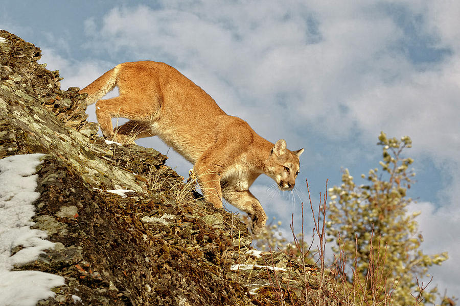 Mountain Lion Domain Photograph by Wes and Dotty Weber