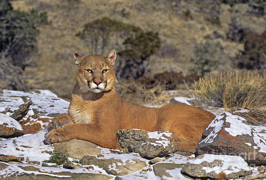 Mountain Lion Felis Concolor Captive Photograph by Dave Welling