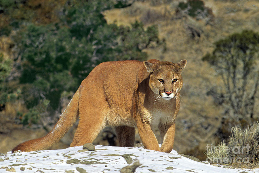 Mountain Lion Felis Concolor Walking On Snow Covered Hillside Photograph by Dave Welling