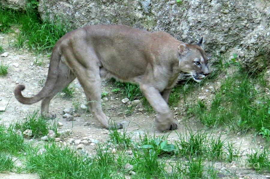 Nature Photograph - Mountain lion by Frank Townsley